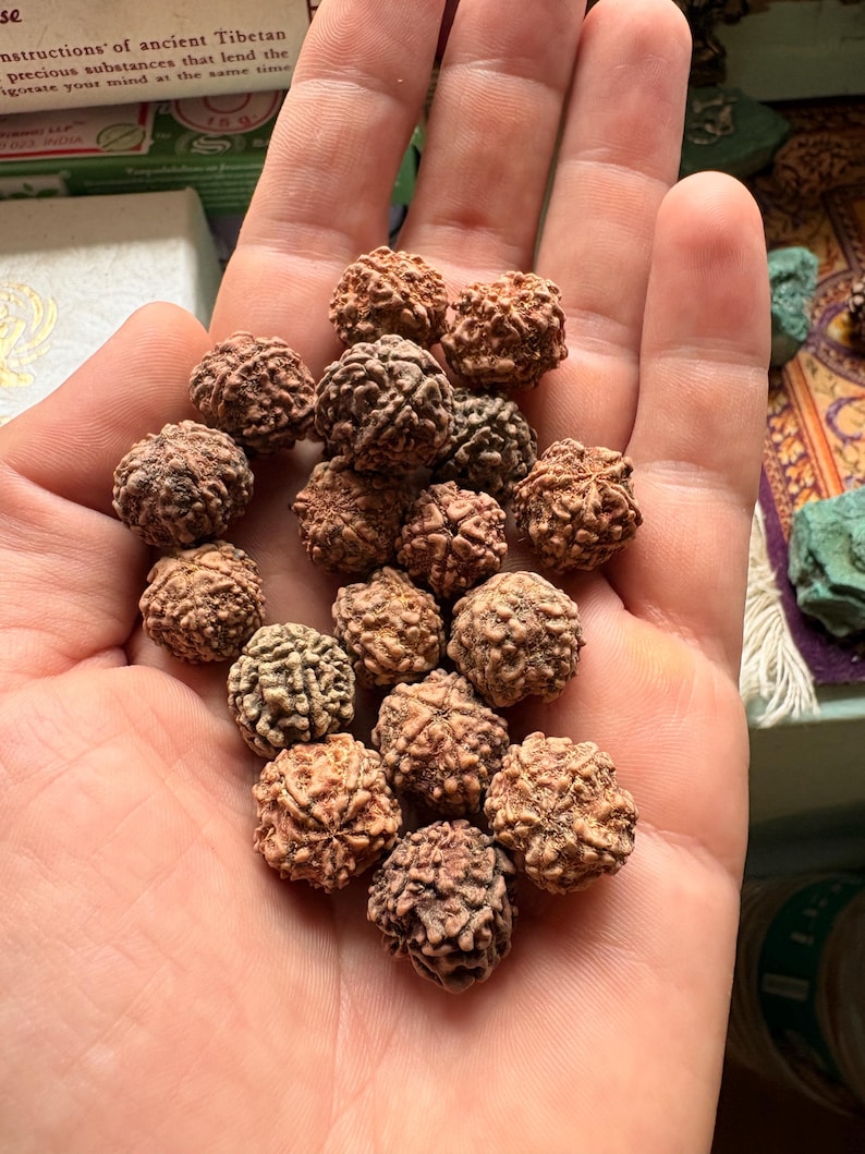 Puede incluir: Una colecci&oacute;n de peque&ntilde;as cuentas Rudraksha redondas y marrones con superficies profundamente texturizadas y arrugadas. Cada cuenta presenta una estructura multifac&eacute;tica distinta con crestas y surcos visibles, mostrando un aspecto natural, org&aacute;nico y le&ntilde;oso.