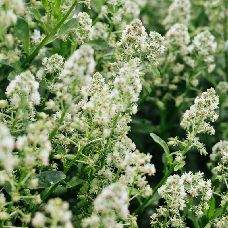 May include: A dense cluster of small white flowers with tiny orange centers, growing on slender green stems with narrow, pointed leaves. The blossoms are arranged in branching, upright panicles, creating a textured, botanical display.