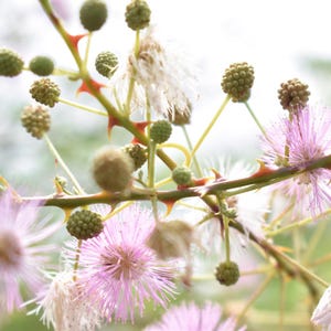 50-300 nasion roślin wrażliwych, Mimosa pudica, Touch Me Not zdjęcie 8