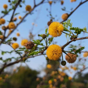 Puede incluir: Una rama de un &aacute;rbol Vachellia farnesiana con flores amarillas esf&eacute;ricas en forma de pomp&oacute;n y peque&ntilde;as hojas verdes plumosas. Los tallos le&ntilde;osos marrones son delgados y texturizados, con algunas flores que aparecen como vainas de semillas secas.