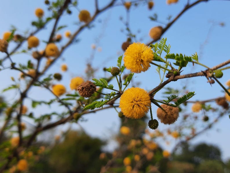 Puede incluir: Una rama de un &aacute;rbol Vachellia farnesiana con flores amarillas esf&eacute;ricas en forma de pomp&oacute;n y peque&ntilde;as hojas verdes plumosas. Los tallos le&ntilde;osos marrones son delgados y texturizados, con algunas flores que aparecen como vainas de semillas secas.