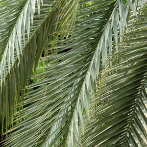 May include: A close-up view of vibrant green palm fronds featuring long, slender, pointed leaflets arranged in a pinnate pattern. The leaves overlap, creating a dense texture with varying shades of light and dark green under natural sunlight.