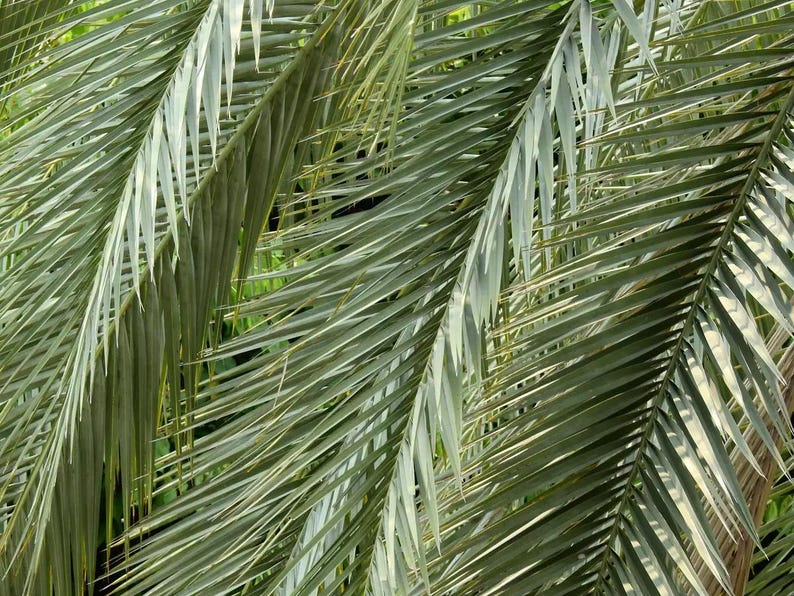 May include: A close-up view of vibrant green palm fronds featuring long, slender, pointed leaflets arranged in a pinnate pattern. The leaves overlap, creating a dense texture with varying shades of light and dark green under natural sunlight.