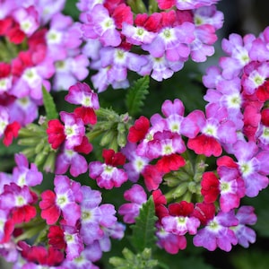 Peut inclure: Un groupe de fleurs de verveine compos&eacute; de petites fleurs &agrave; cinq p&eacute;tales dans des tons vifs de magenta, de rouge profond et de lavande douce. Chaque fleur pr&eacute;sente un centre blanc distinct et les p&eacute;tales forment des t&ecirc;tes denses et arrondies.