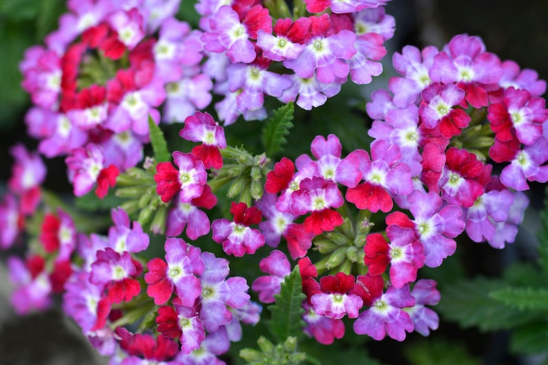 Peut inclure: Un groupe de fleurs de verveine compos&eacute; de petites fleurs &agrave; cinq p&eacute;tales dans des tons vifs de magenta, de rouge profond et de lavande douce. Chaque fleur pr&eacute;sente un centre blanc distinct et les p&eacute;tales forment des t&ecirc;tes denses et arrondies.