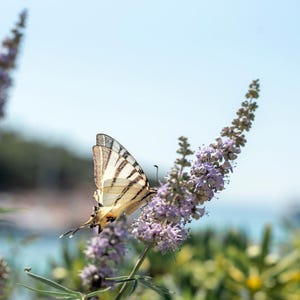 100-500 semillas de nirgundi, Vitex negundo, árbol casto de cinco hojas imagen 9