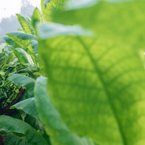 Puede incluir: Un grupo de hojas de tabaco grandes de color verde vibrante con venas prominentes. El primer plano presenta una hoja desenfocada que resalta la textura transl&uacute;cida y la estructura org&aacute;nica del follaje de la planta en un campo.