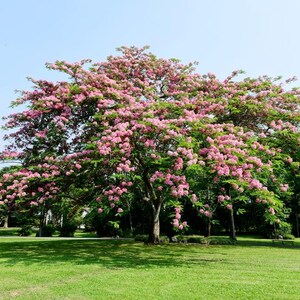 Puede incluir: Un &aacute;rbol grande y maduro con una copa ancha y extendida cubierta de densos racimos de flores de color rosa vibrante y follaje verde, situado en el centro de un c&eacute;sped verde claro bajo un cielo azul claro y despejado durante el d&iacute;a.