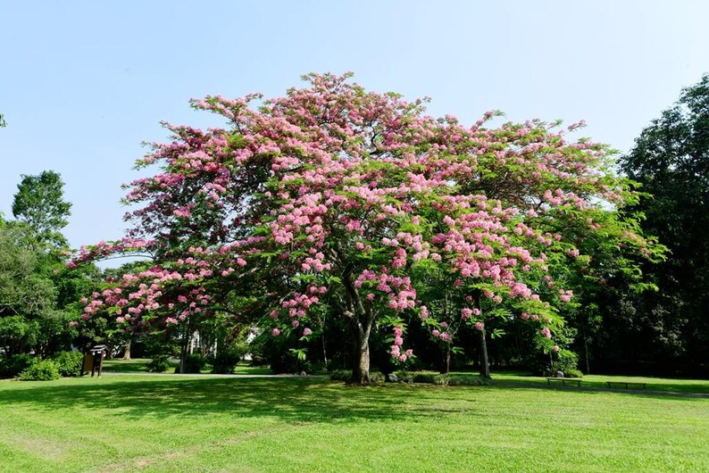 Puede incluir: Un &aacute;rbol grande y maduro con una copa ancha y extendida cubierta de densos racimos de flores de color rosa vibrante y follaje verde, situado en el centro de un c&eacute;sped verde claro bajo un cielo azul claro y despejado durante el d&iacute;a.