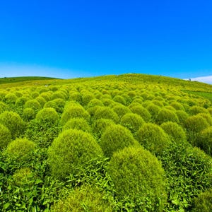 Más de 100 semillas de Kochia Childsii, Bassia scoparia, arbusto híbrido, follaje ornamental. imagen 9
