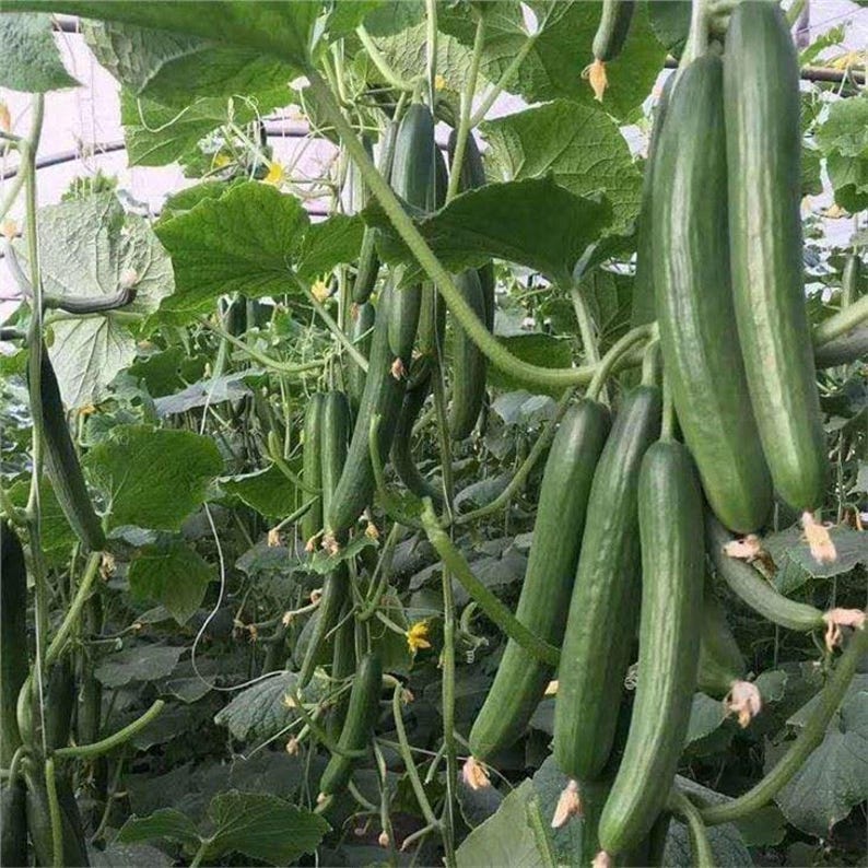 Puede incluir: Un grupo de pepinos largos, lisos y de color verde oscuro que cuelgan de enredaderas en un invernadero. Los pepinos tienen forma cil&iacute;ndrica y est&aacute;n rodeados de hojas grandes, anchas y de color verde claro y peque&ntilde;as flores amarillas.