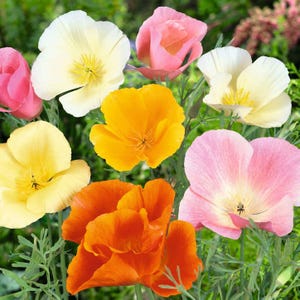 May include: A collection of California poppies in various colours including white, pale yellow, bright yellow, orange, and soft pink. Each flower features delicate, satiny petals and a central stamen, supported by thin, green, feathery foliage.