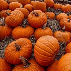 15+ Orange Kürbiskerne, Cucurbita orange, Kürbisse, Flaschenkürbisse und Melonen Bild 1