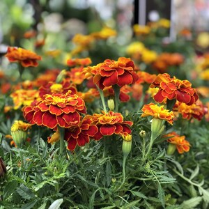 Peut inclure: Un groupe de fleurs de souci vibrantes aux p&eacute;tales superpos&eacute;s dans des tons rouge profond et orange vif. Les fleurs sont port&eacute;es par de fines tiges vertes et entour&eacute;es d'un feuillage vert textur&eacute; et dentel&eacute;, avec plusieurs boutons ferm&eacute;s.