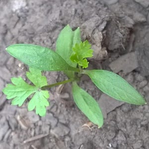 Oltre 300 semi di prezzemolo italiano a foglia piatta, Petroselinum crispum, prezzemolo italiano, erba aromatica immagine 4