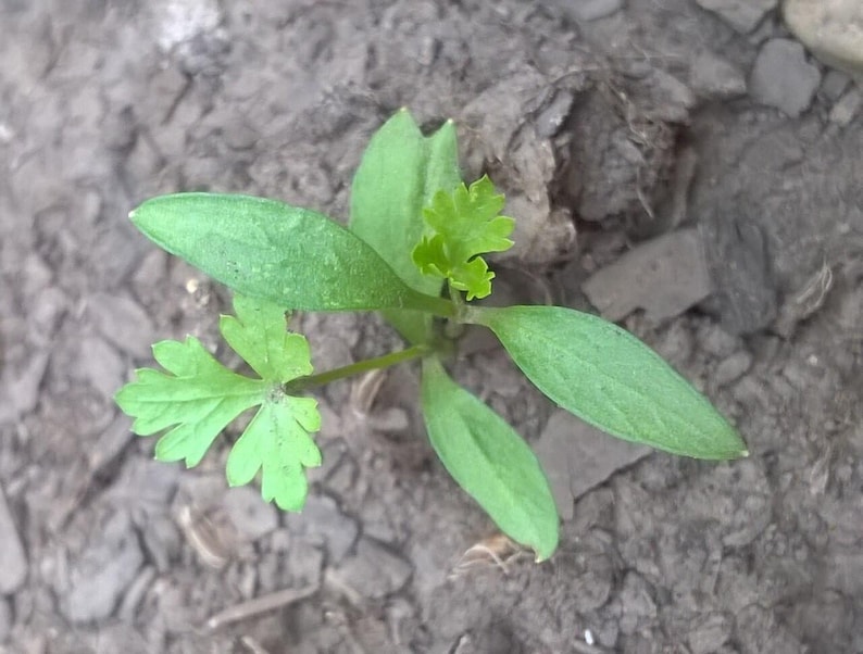 Oltre 300 semi di prezzemolo italiano a foglia piatta, Petroselinum crispum, prezzemolo italiano, erba aromatica immagine 4