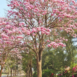 Peut inclure: Un grand arbre &agrave; feuilles caduques avec un tronc brun &eacute;pais et des branches &eacute;tal&eacute;es couvertes de grappes denses de fleurs rose clair. Le sol sous l'arbre est recouvert d'un tapis de p&eacute;tales roses tomb&eacute;s, avec du feuillage vert au loin.