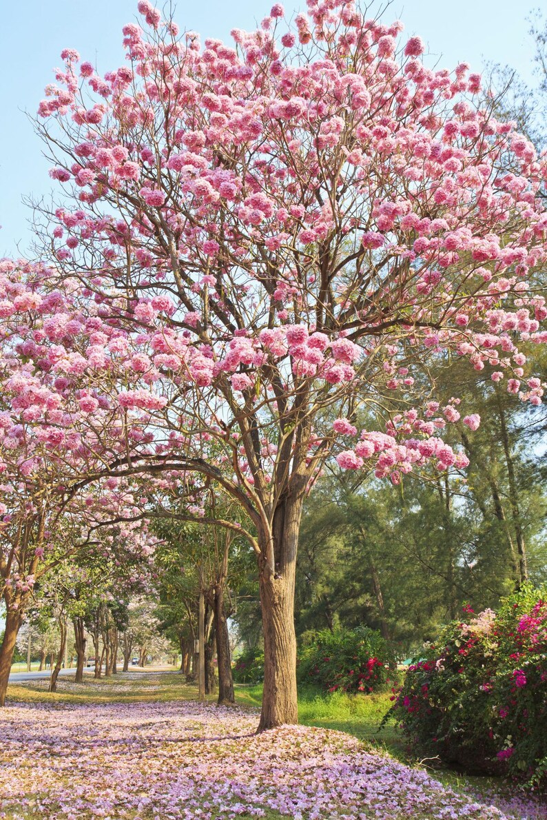 Peut inclure: Un grand arbre &agrave; feuilles caduques avec un tronc brun &eacute;pais et des branches &eacute;tal&eacute;es couvertes de grappes denses de fleurs rose clair. Le sol sous l'arbre est recouvert d'un tapis de p&eacute;tales roses tomb&eacute;s, avec du feuillage vert au loin.