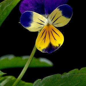 K&ouml;nnte beinhalten: Eine einzelne Stiefm&uuml;tterchenbl&uuml;te mit tiefvioletten oberen Bl&uuml;tenbl&auml;ttern und hellgelben unteren Bl&uuml;tenbl&auml;ttern mit dunklen, feinen Adern. Die Bl&uuml;te wird von einem schlanken gr&uuml;nen St&auml;ngel getragen und ist von gezackten gr&uuml;nen Bl&auml;ttern umgeben.