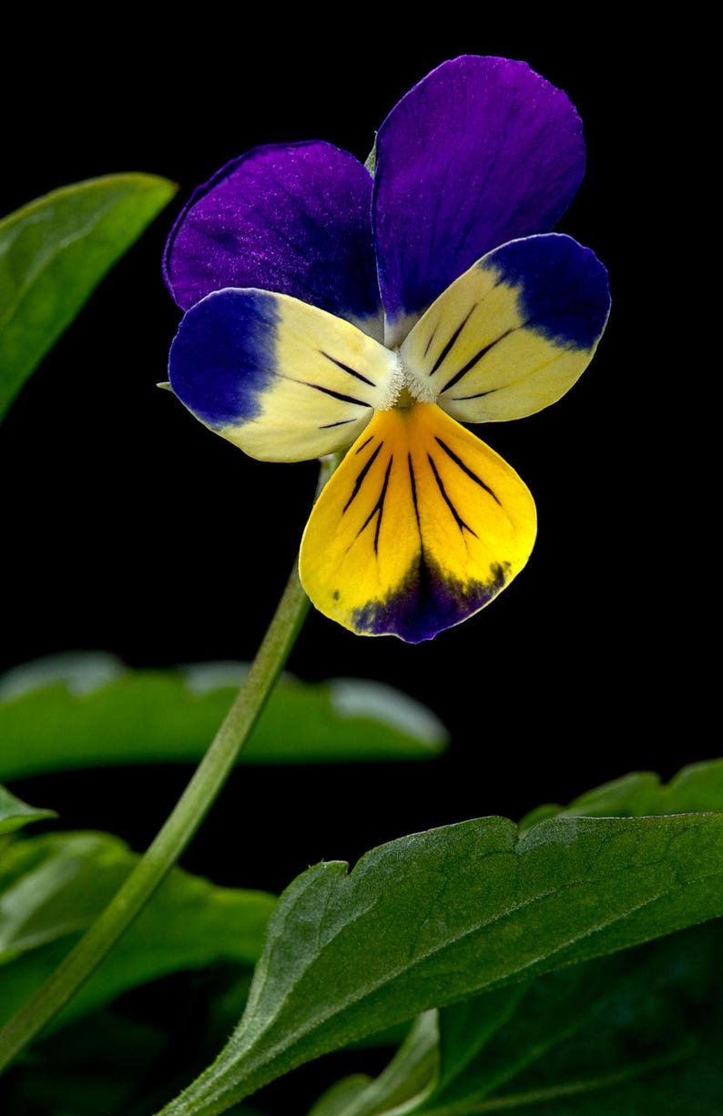 K&ouml;nnte beinhalten: Eine einzelne Stiefm&uuml;tterchenbl&uuml;te mit tiefvioletten oberen Bl&uuml;tenbl&auml;ttern und hellgelben unteren Bl&uuml;tenbl&auml;ttern mit dunklen, feinen Adern. Die Bl&uuml;te wird von einem schlanken gr&uuml;nen St&auml;ngel getragen und ist von gezackten gr&uuml;nen Bl&auml;ttern umgeben.