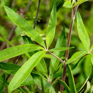 100-500 semillas de nirgundi, Vitex negundo, árbol casto de cinco hojas imagen 6