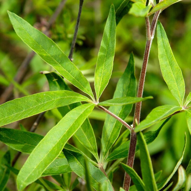 100-500 semillas de nirgundi, Vitex negundo, árbol casto de cinco hojas imagen 6