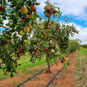 K&ouml;nnte beinhalten: Eine Reihe von Jujube-B&auml;umen in einem Obstgarten mit &Auml;sten voller runder, reifender Fr&uuml;chte, die von Gr&uuml;n zu Rotbraun wechseln. Die B&auml;ume haben dichtes gr&uuml;nes Laub und sind in Reihen gepflanzt, mit schwarzen Bew&auml;sserungsleitungen am Boden.