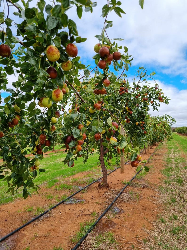 K&ouml;nnte beinhalten: Eine Reihe von Jujube-B&auml;umen in einem Obstgarten mit &Auml;sten voller runder, reifender Fr&uuml;chte, die von Gr&uuml;n zu Rotbraun wechseln. Die B&auml;ume haben dichtes gr&uuml;nes Laub und sind in Reihen gepflanzt, mit schwarzen Bew&auml;sserungsleitungen am Boden.