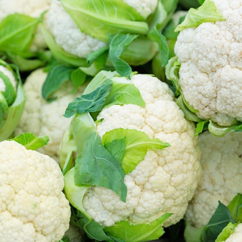 Meer dan 100 zaden van sneeuwbolbloemkool, Brassica oleracea, Kruisbloemigen afbeelding 5