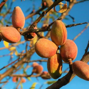 以下が含まれることがあります： 澄んだ明るい青空を背景に、細く枝分かれした木にぶら下がっている熟したアーモンドの房。アーモンドの殻は楕円形で、表面は薄いオレンジ色と緑色の産毛に覆われており、自然な質感と微妙な色のグラデーションが見て取れます。