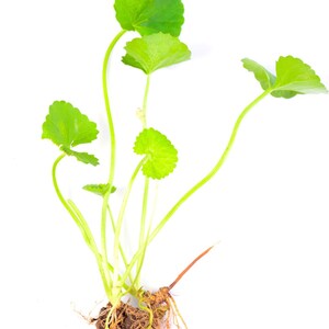Puede incluir: Una planta de Centella asiatica con varias hojas de color verde brillante, en forma de ri&ntilde;&oacute;n y con bordes festoneados, unidas a tallos delgados de color verde claro. La planta incluye un sistema radicular visible con ra&iacute;ces finas y fibrosas.
