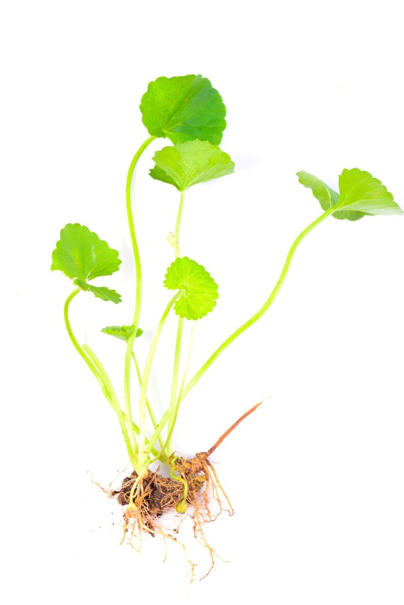 Puede incluir: Una planta de Centella asiatica con varias hojas de color verde brillante, en forma de ri&ntilde;&oacute;n y con bordes festoneados, unidas a tallos delgados de color verde claro. La planta incluye un sistema radicular visible con ra&iacute;ces finas y fibrosas.