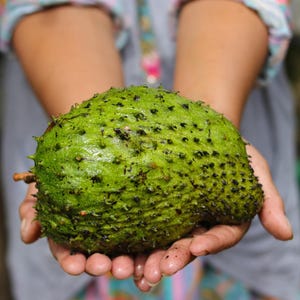 Peut inclure: Un corossol frais &agrave; la peau vert vif, &eacute;pineuse et textur&eacute;e. Ce fruit de forme ovale pr&eacute;sente de nombreuses petites &eacute;pines souples &agrave; pointe sombre recouvrant toute sa surface, r&eacute;v&eacute;lant son aspect ext&eacute;rieur naturel, brut et non pel&eacute;.
