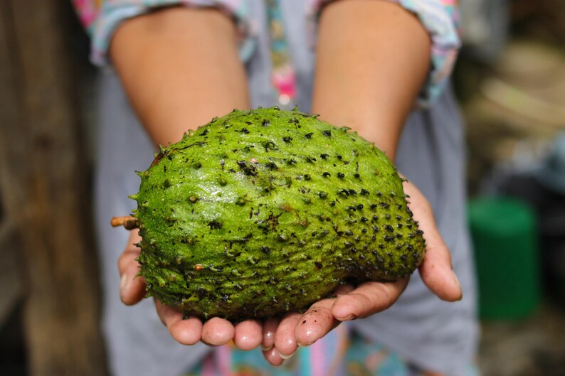 Peut inclure: Un corossol frais &agrave; la peau vert vif, &eacute;pineuse et textur&eacute;e. Ce fruit de forme ovale pr&eacute;sente de nombreuses petites &eacute;pines souples &agrave; pointe sombre recouvrant toute sa surface, r&eacute;v&eacute;lant son aspect ext&eacute;rieur naturel, brut et non pel&eacute;.