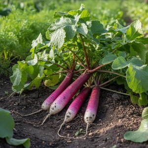 K&ouml;nnte beinhalten: Eine Gruppe von vier langen, spitz zulaufenden Radieschen mit leuchtend magentafarbener bis violetter Haut, die zu den Spitzen hin wei&szlig; wird. Jedes Radieschen hat eine dichte Krone aus gezackten gr&uuml;nen Bl&auml;ttern an rot-violetten Stielen.