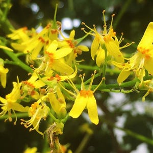 Puede incluir: Un racimo de flores de color amarillo brillante con p&eacute;talos delgados y alargados, y centros con tonos anaranjados. Las flores est&aacute;n unidas a tallos delgados de color verde claro, mostrando estambres delicados y una estructura floral vibrante.