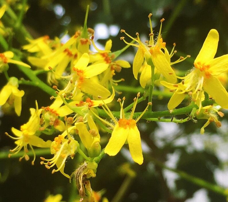 Puede incluir: Un racimo de flores de color amarillo brillante con p&eacute;talos delgados y alargados, y centros con tonos anaranjados. Las flores est&aacute;n unidas a tallos delgados de color verde claro, mostrando estambres delicados y una estructura floral vibrante.
