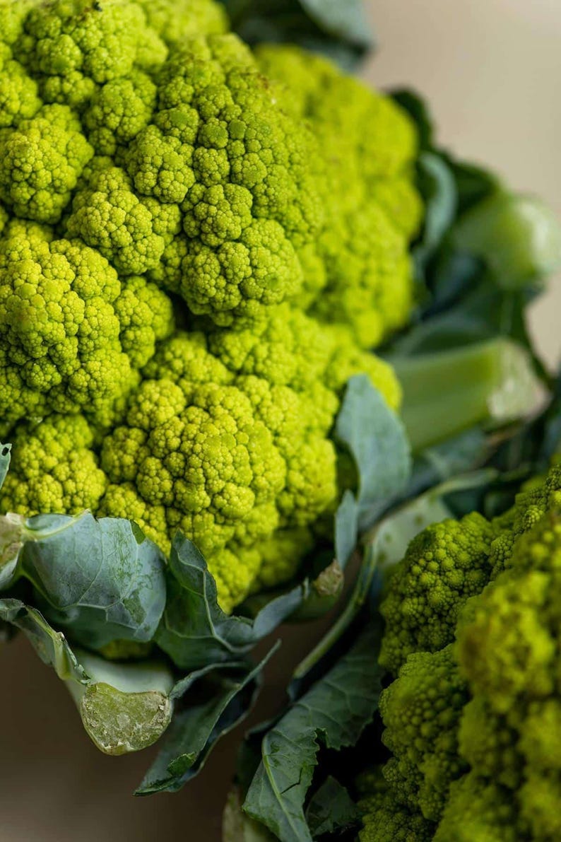 K&ouml;nnte beinhalten: Ein leuchtend lindgr&uuml;ner Romanesco-Brokkoli mit einem ausgepr&auml;gten fraktalen, spiralf&ouml;rmigen geometrischen Muster auf seinen R&ouml;schen. Das Gem&uuml;se hat eine dichte, strukturierte Oberfl&auml;che mit dicken, dunkelgr&uuml;nen Bl&auml;ttern am Stielansatz.