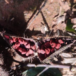 50-100 graines d'annatto, Bixa Orellana, Achiote, arbre à rouge à lèvres, Roucou, graines d'arbre à colorant naturel image 10
