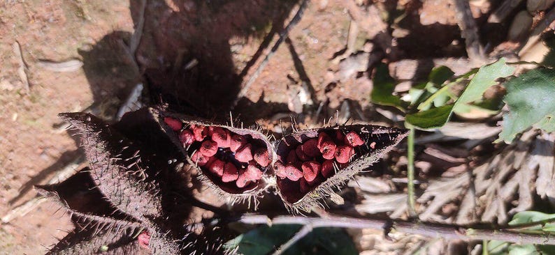 50-100 graines d'annatto, Bixa Orellana, Achiote, arbre à rouge à lèvres, Roucou, graines d'arbre à colorant naturel image 10
