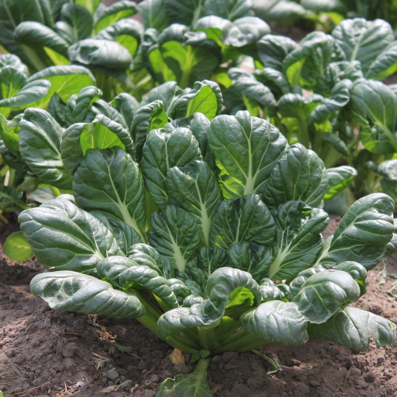 Puede incluir: Una planta de tatsoi vibrante que crece en tierra oscura, con una roseta densa de hojas de color verde oscuro en forma de cuchara con venas blancas prominentes. Las hojas son gruesas, brillantes y dispuestas en un patr&oacute;n circular.
