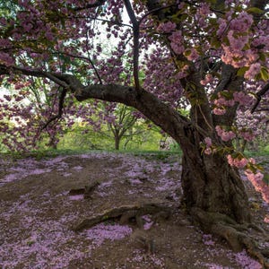 5-10 semillas de cerezo japonés, Prunus serrulata, árbol de flor de sakura. imagen 2