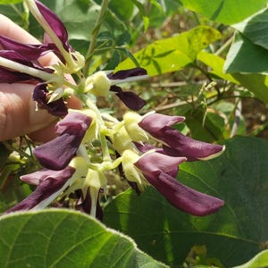 Puede incluir: Un racimo de flores alargadas de color p&uacute;rpura intenso con c&aacute;lices vellosos de color verde p&aacute;lido unidos a un tallo central. Las flores presentan estructuras curvas similares a p&eacute;talos y est&aacute;n rodeadas de hojas verdes grandes.