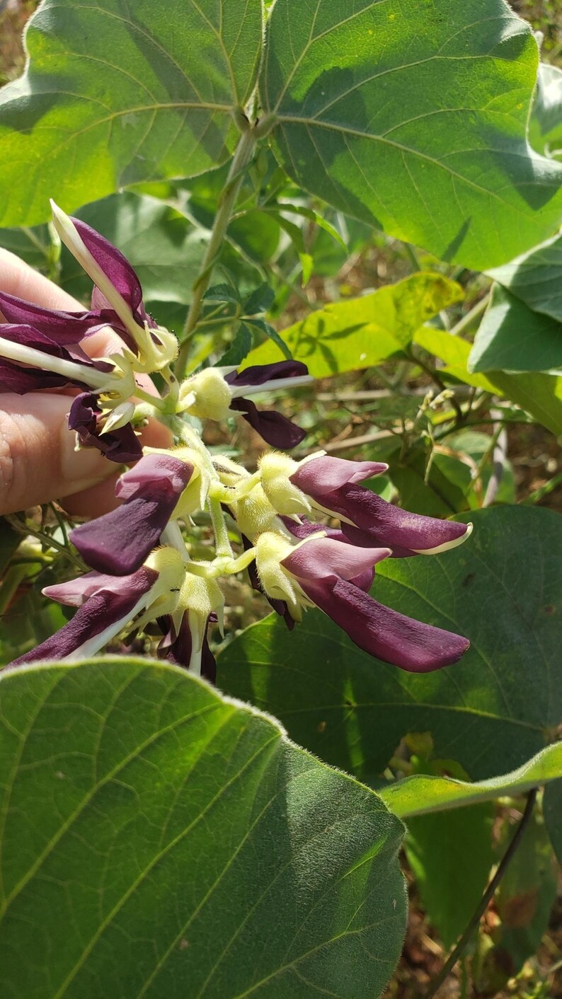 Puede incluir: Un racimo de flores alargadas de color p&uacute;rpura intenso con c&aacute;lices vellosos de color verde p&aacute;lido unidos a un tallo central. Las flores presentan estructuras curvas similares a p&eacute;talos y est&aacute;n rodeadas de hojas verdes grandes.