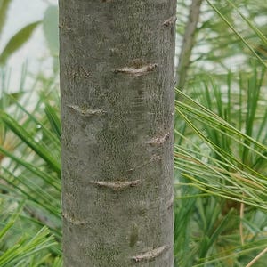 One Pinus wallichiana Cone, Himalayan Blue Pine Botanical Craft Supply image 5