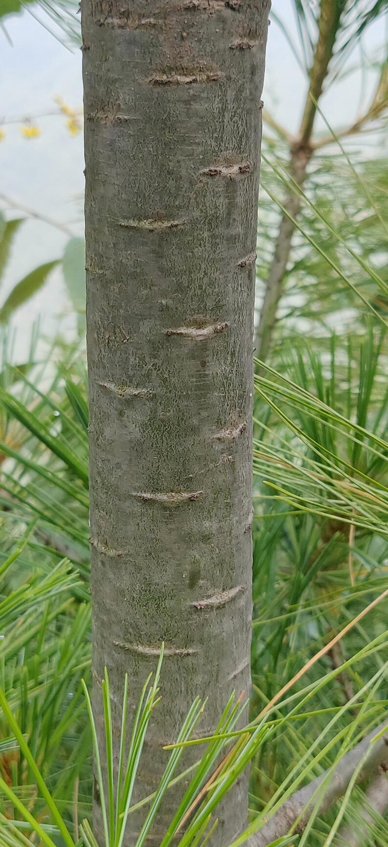 One Pinus wallichiana Cone, Himalayan Blue Pine Botanical Craft Supply image 5