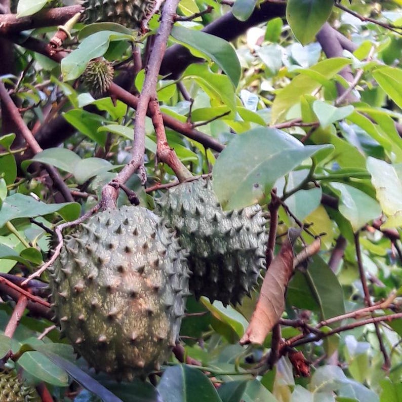 5 à 10 graines de corossol, Annona muricata, Graviola, Guanabana, pawpaw brésilien, graines d'arbre fruitier tropical image 8