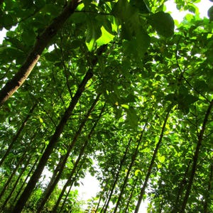 5-10 semi di teak, Tectona Grandis, Sagwan, albero di teak, legno duro tropicale, semi di alberi esotici immagine 13