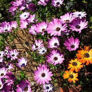 May include: A cluster of vibrant osteospermum flowers featuring numerous light purple and pink petals with dark centres, alongside a smaller group of bright orange flowers with yellow centres, all growing on green stems with small leaves.