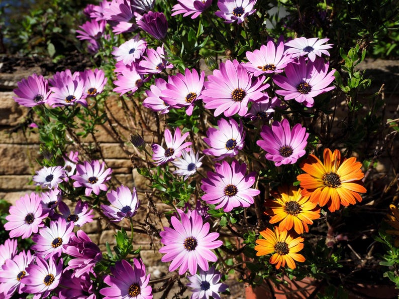 May include: A cluster of vibrant osteospermum flowers featuring numerous light purple and pink petals with dark centres, alongside a smaller group of bright orange flowers with yellow centres, all growing on green stems with small leaves.